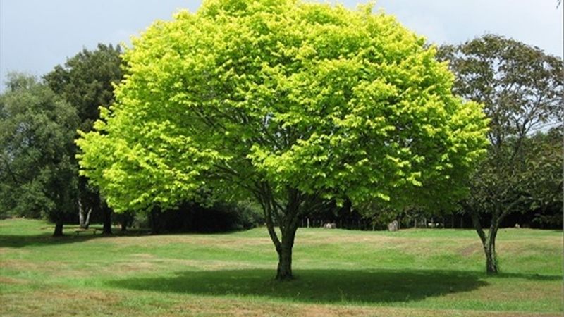 Mơ thấy cây cổ thụ