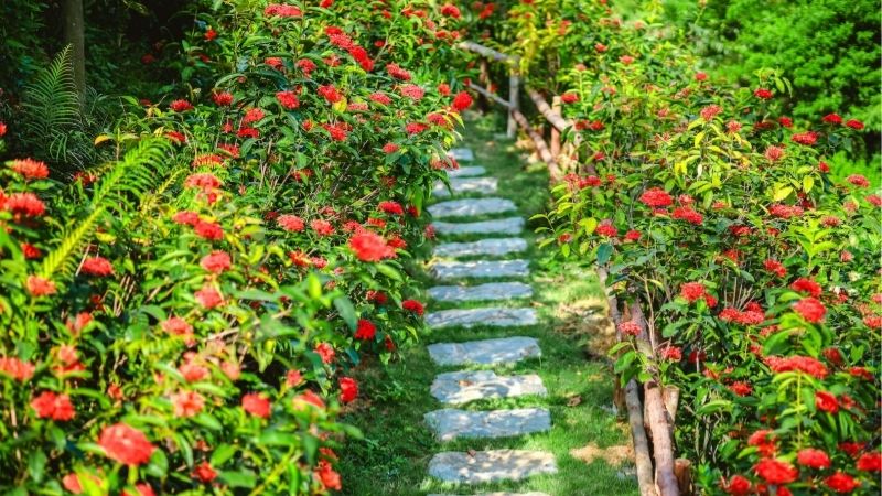Mơ thấy cây nở hoa rộ chính là điềm báo đại cát