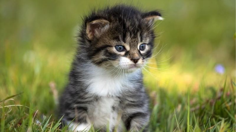Mơ thấy mèo con cho thấy một mầm non đang chớm nở