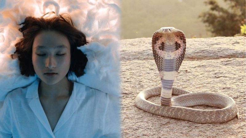 Mơ thấy rắn hổ mang